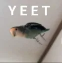 yeet bird