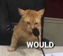 cat would