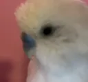 Bird stare
