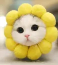 sunflower cat