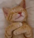 sleepy cat