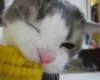 CORN CAT