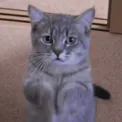 cat_begging