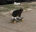 cat bye