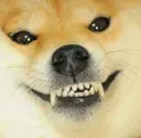 ShibeGrin