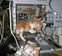 cat fix pc .gg/taunt