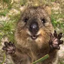 quokka hug