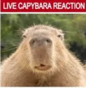 Capy Live Reaction gg/Pornhub