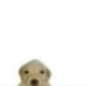 dawg