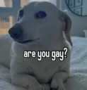 AreUgey