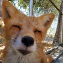 Suspicious Fox