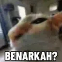 benarkah??