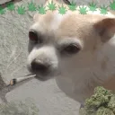 4/20 chihuahua