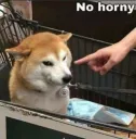 no horny