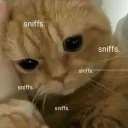 sad catto