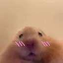 blush hamster