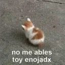 Gato Enojado