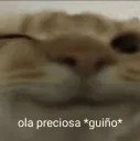 Gato Guiño