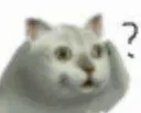 dumb fucking cat