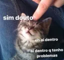gatinho douto