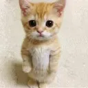 gatoserio