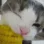 gato comiendo