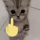 cat middlefinger
