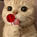 lollipop cat