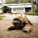 sloth crawl