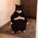 cat-lander
