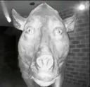 oink