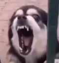 Perro Estúpido