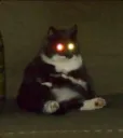 laser eyes cat