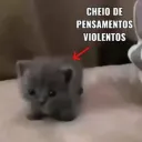 gato cheio de pensamento viole