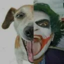 cachorro coringa
