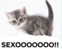 gatinho SEXOOOOOO!!