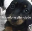 cachorro calado