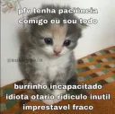 gatinho burrinho