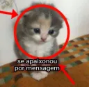 gatinho iludido