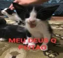 gatinho MEU DEUS Q PEITAO