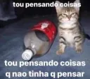 gatinho pensador