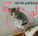 gatinho rei do parkour