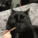 Blunt Cat