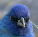 birb guh
