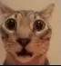 Gato sorprendido