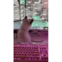 PASTEL BBYS 18+ PICKS GUN !