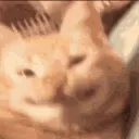 catsmile