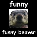 Funny Beaver