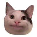 gato serio