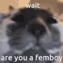 wait, are you a femboy?